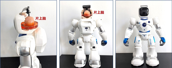 把人脑塞进机器人:还真干成了